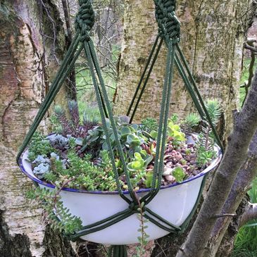 Succulent hanging basket. Evergreen hanging basket. Vintage hanging basket. UK macrame. Hardy UK. 