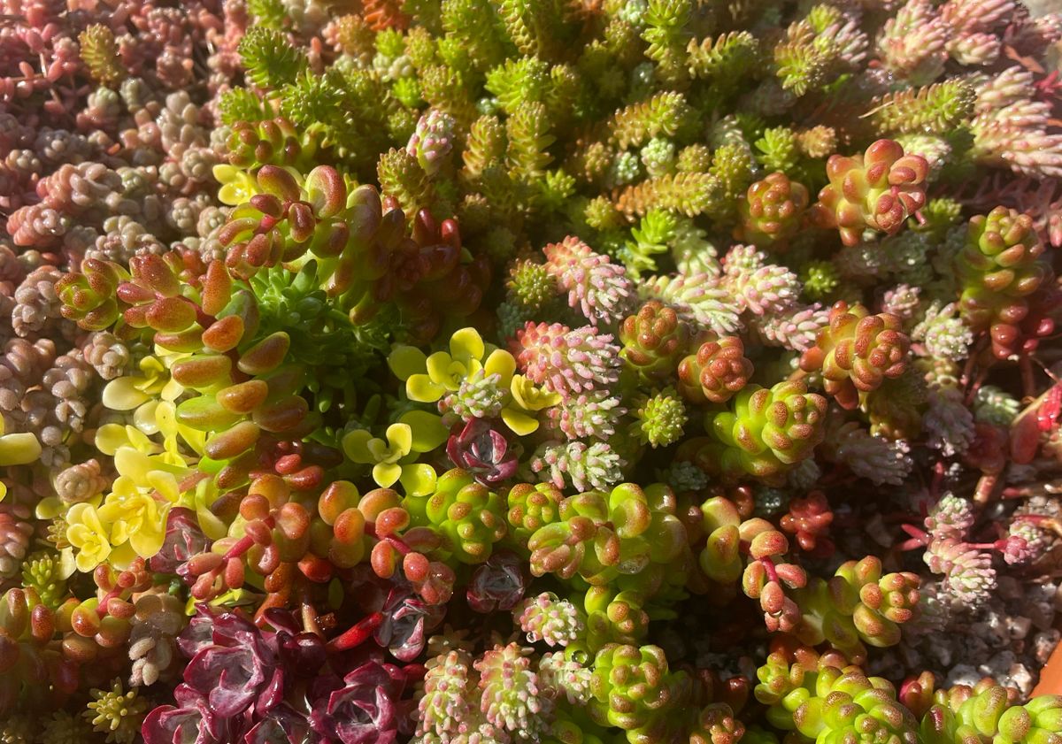 A Rockery Planting Kit. Low growing.