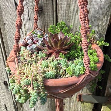 Hardy succulent hanging basket. Evergreen. Sedum sempervivum macrame Delosperma Succulent planting 