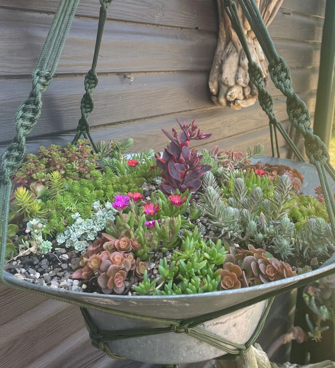 A Hardy Succulent Hanging Basket Kit (with hanger)