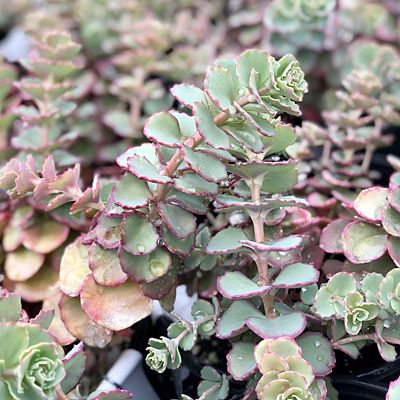 Sedum cauticola ‘Steel the Show’