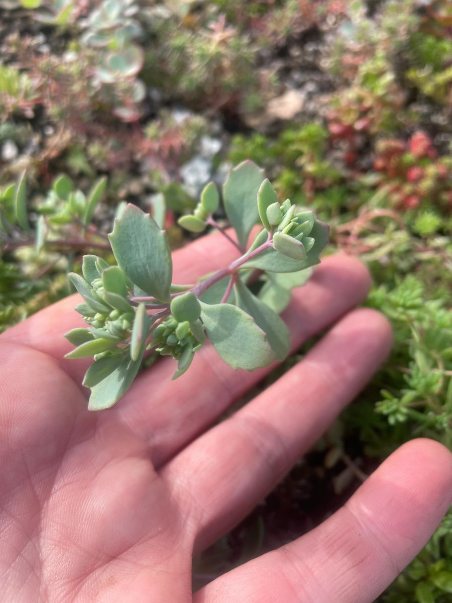 Sedum cauticola ‘Steel the Show’