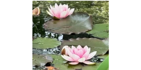 Lotus flowers symbolize the Japanese origins of the Reiki healing techniques 