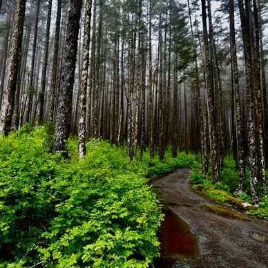 A lonely dirt road in a misty rainforest 