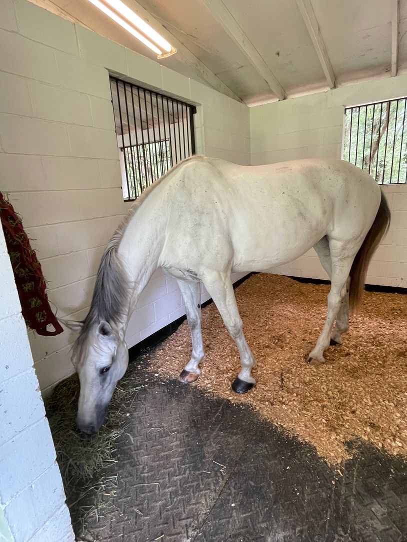 Koko is the very first horse donated to the SHRF. 