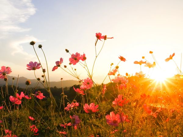Pink cosmos flowers garden in sunset
