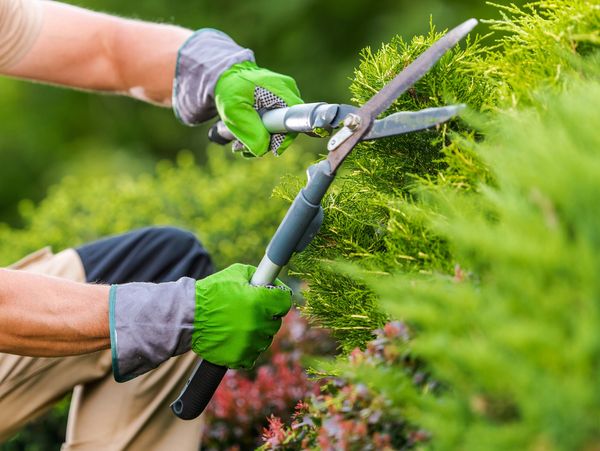 Caucasian Gardener in His 40s Trimming Plants Using Professional Commercial Grade Garden Scissors. 