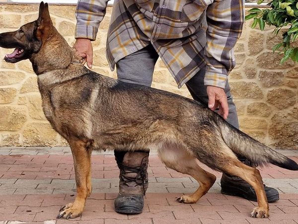 Czech German Shepherd London KY AKC FCI