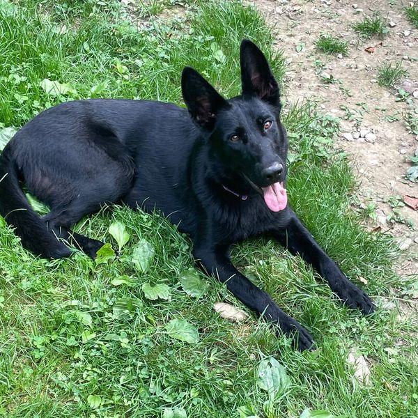 Working line German Shepherd. AKC London Kentucky 