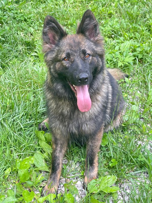 Longhair Sable German Shepherd import FCi Croatia London ky