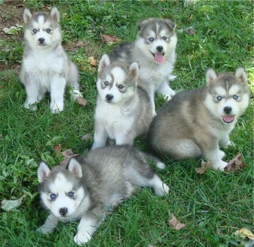 Hudson's huskies hot sale and malamutes