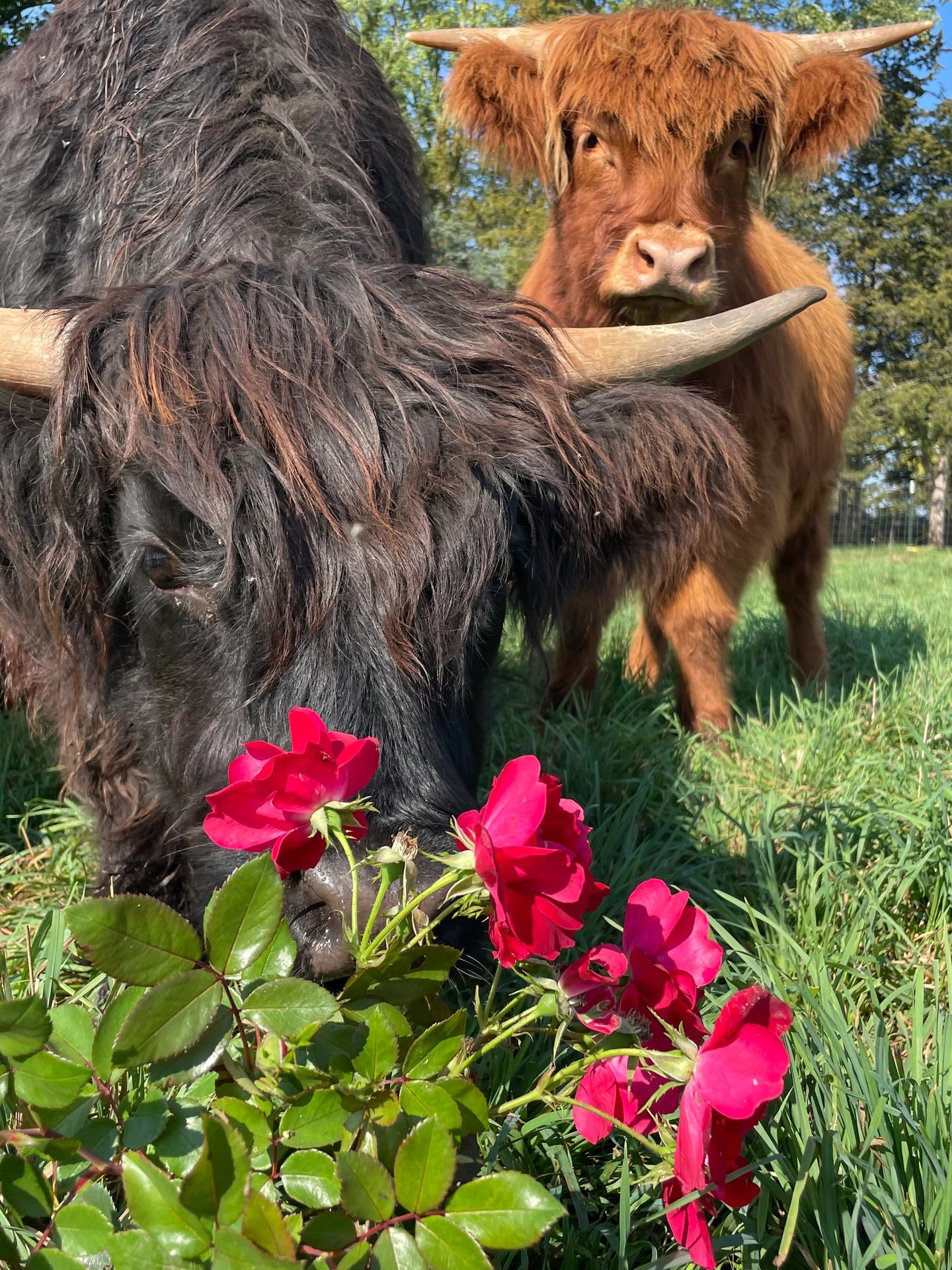 Rosie and Dahlia