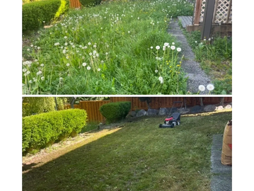 Before and after lawn mowing showing a grassy yard with dandelions and trimmed grass.
