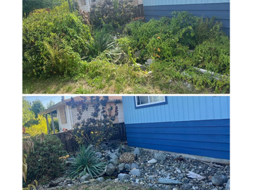 Before and after garden makeover transforming overgrown plants into a neat rock garden.