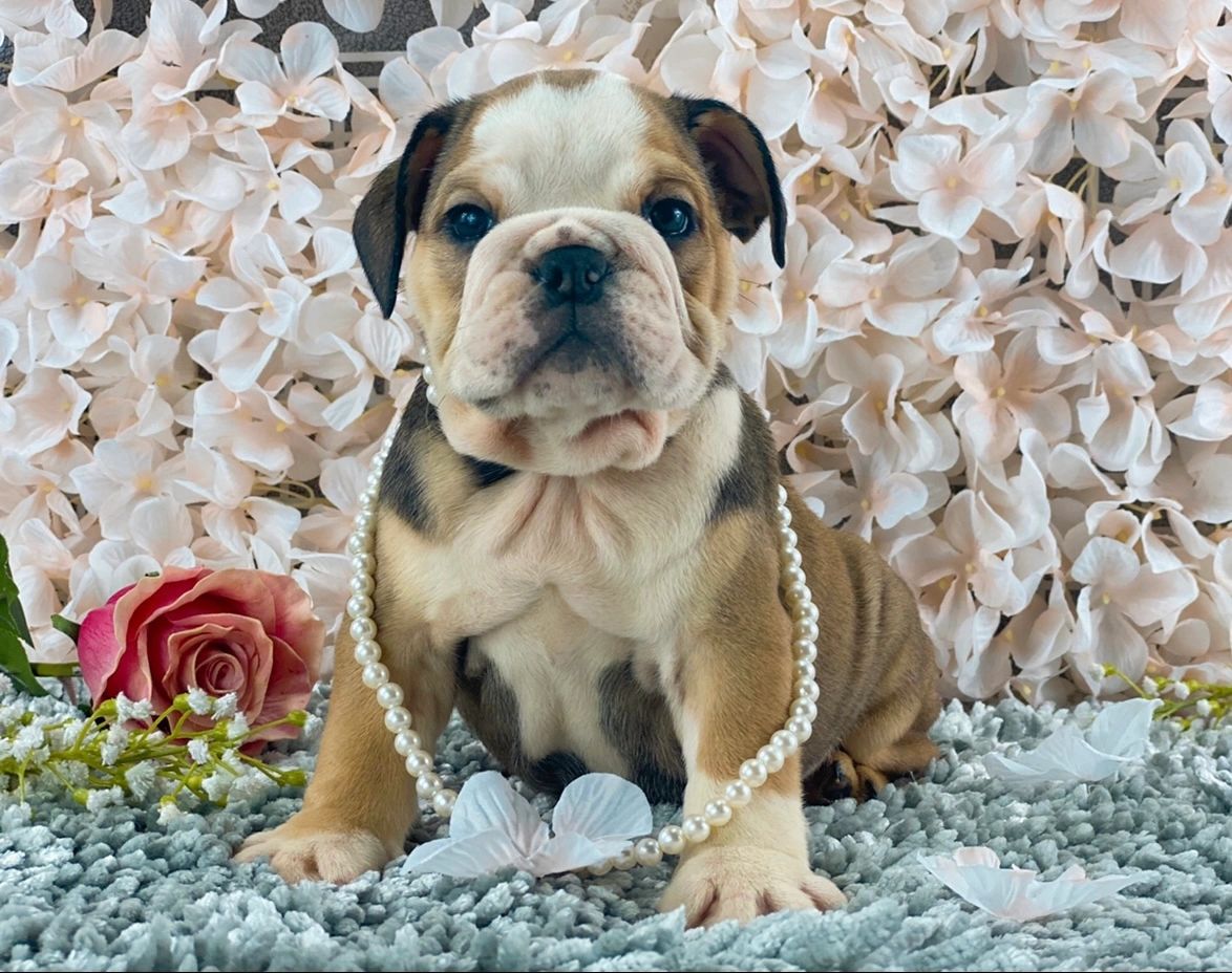 “Past AKC English Bulldog puppy produced by Statement Bullies.”