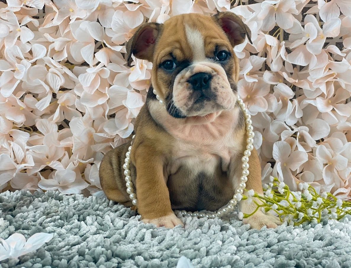 “Past AKC English Bulldog puppy produced by Statement Bullies.”