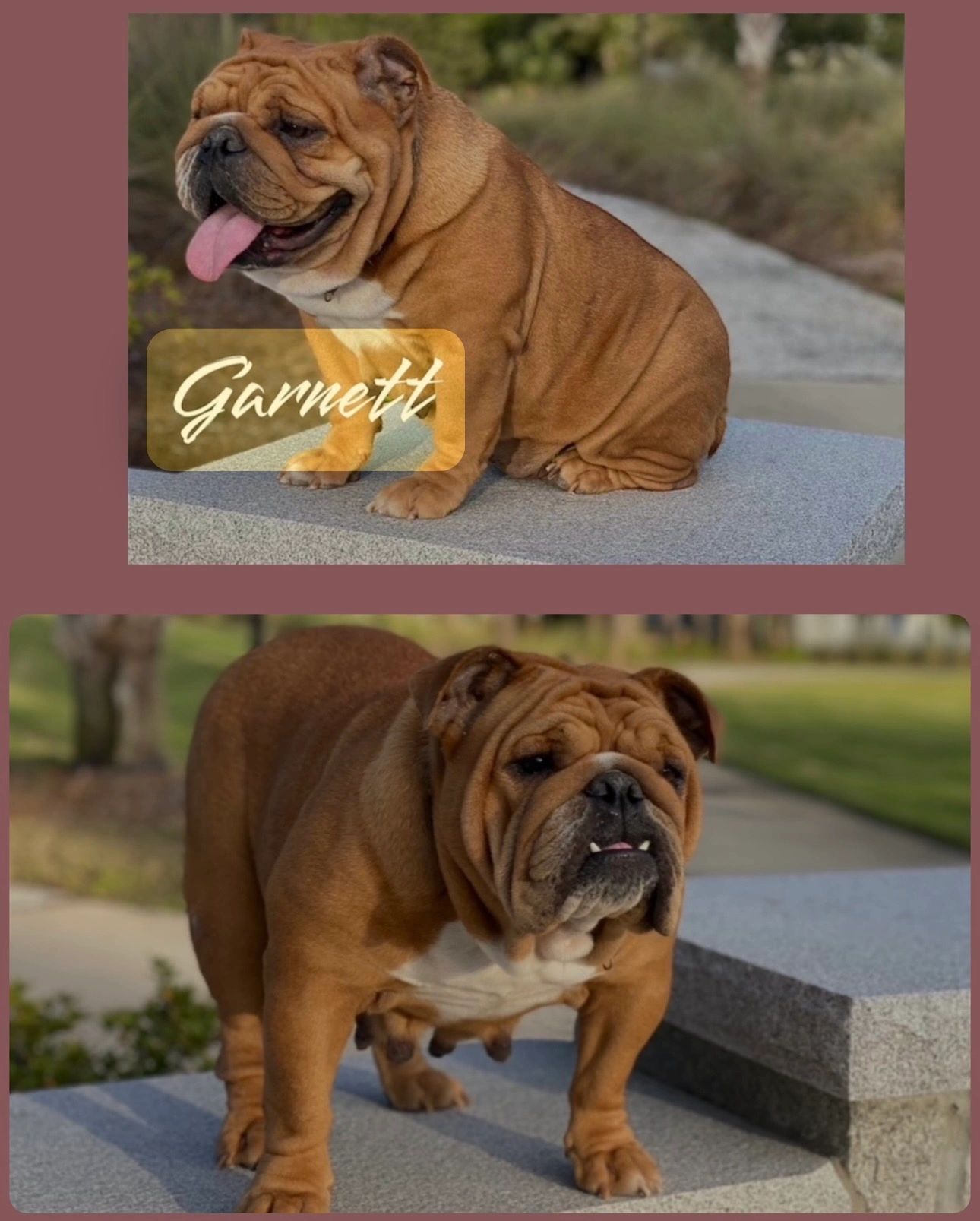     Garnet – retired English Bulldog female available to a pet home.