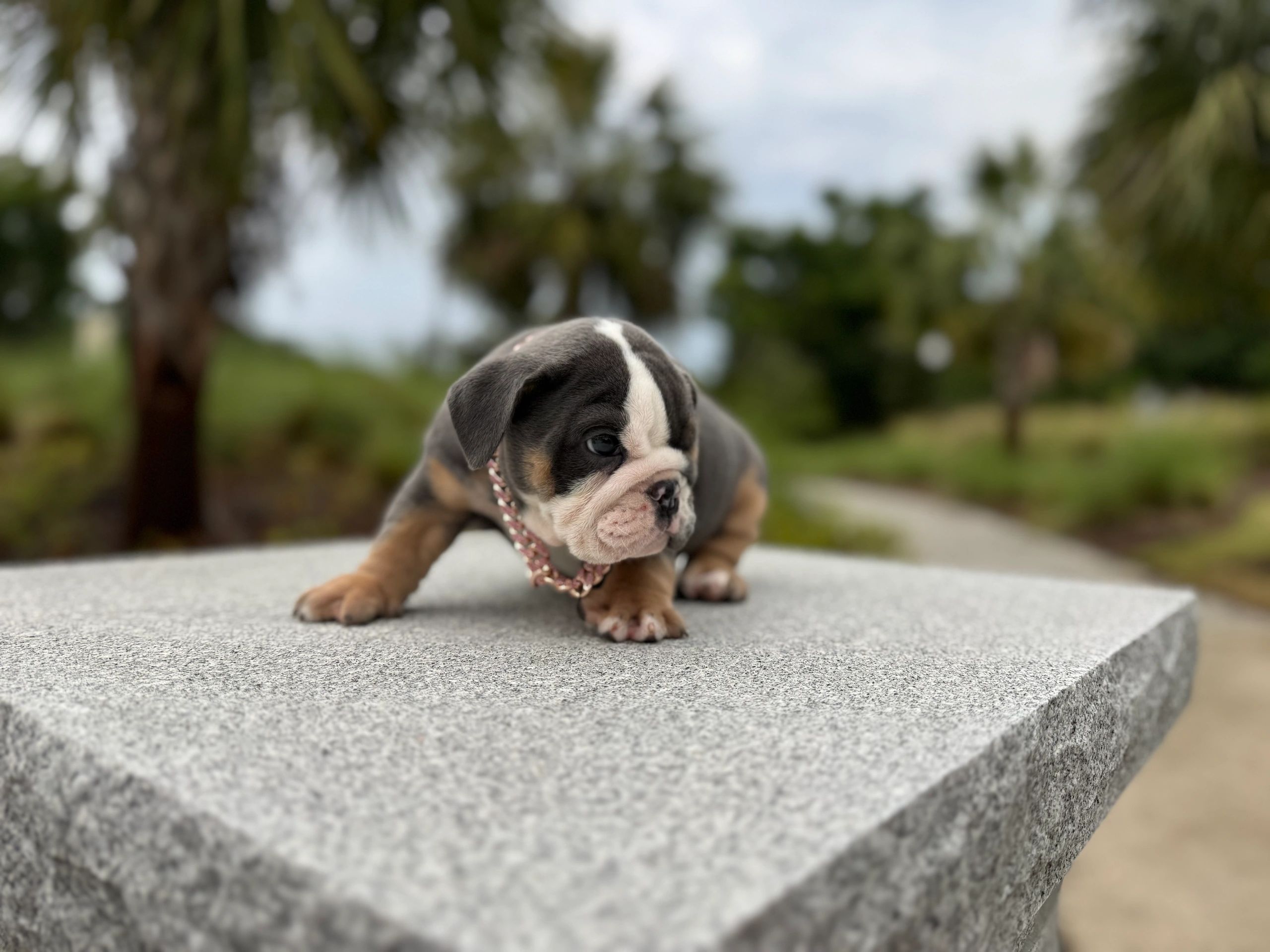 Blue Tri English Bulldog dam disturbance, – Statement Bullies. Still a puppy waiting until she’s two