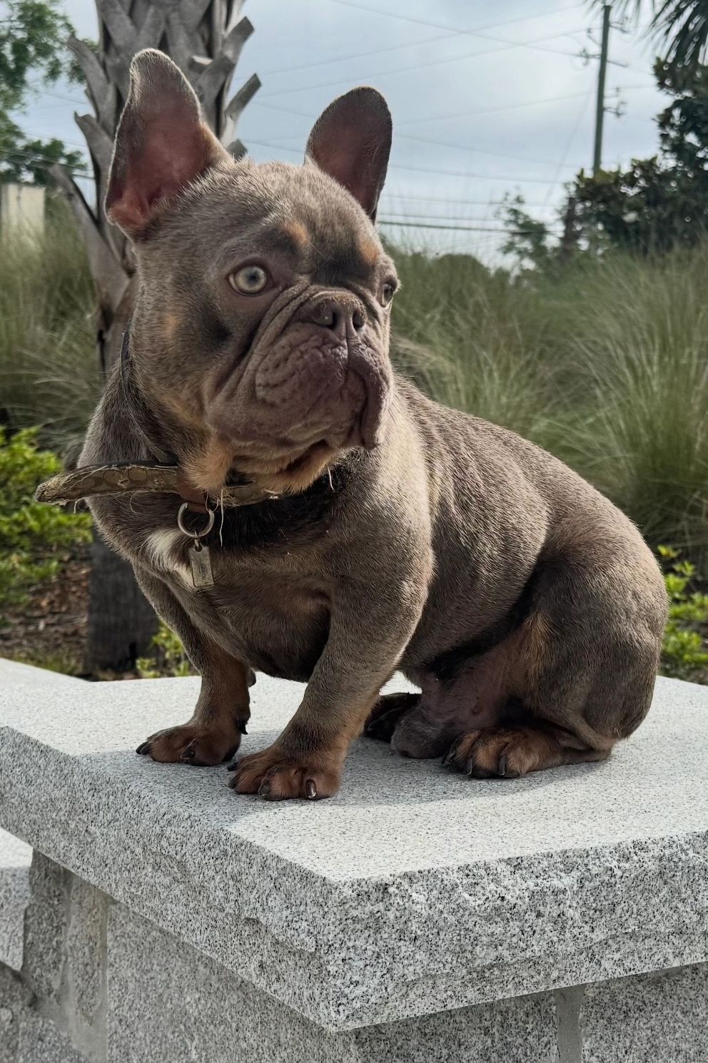 Happy Isabella and tan French bulldog enjoying sun at statement bullies
