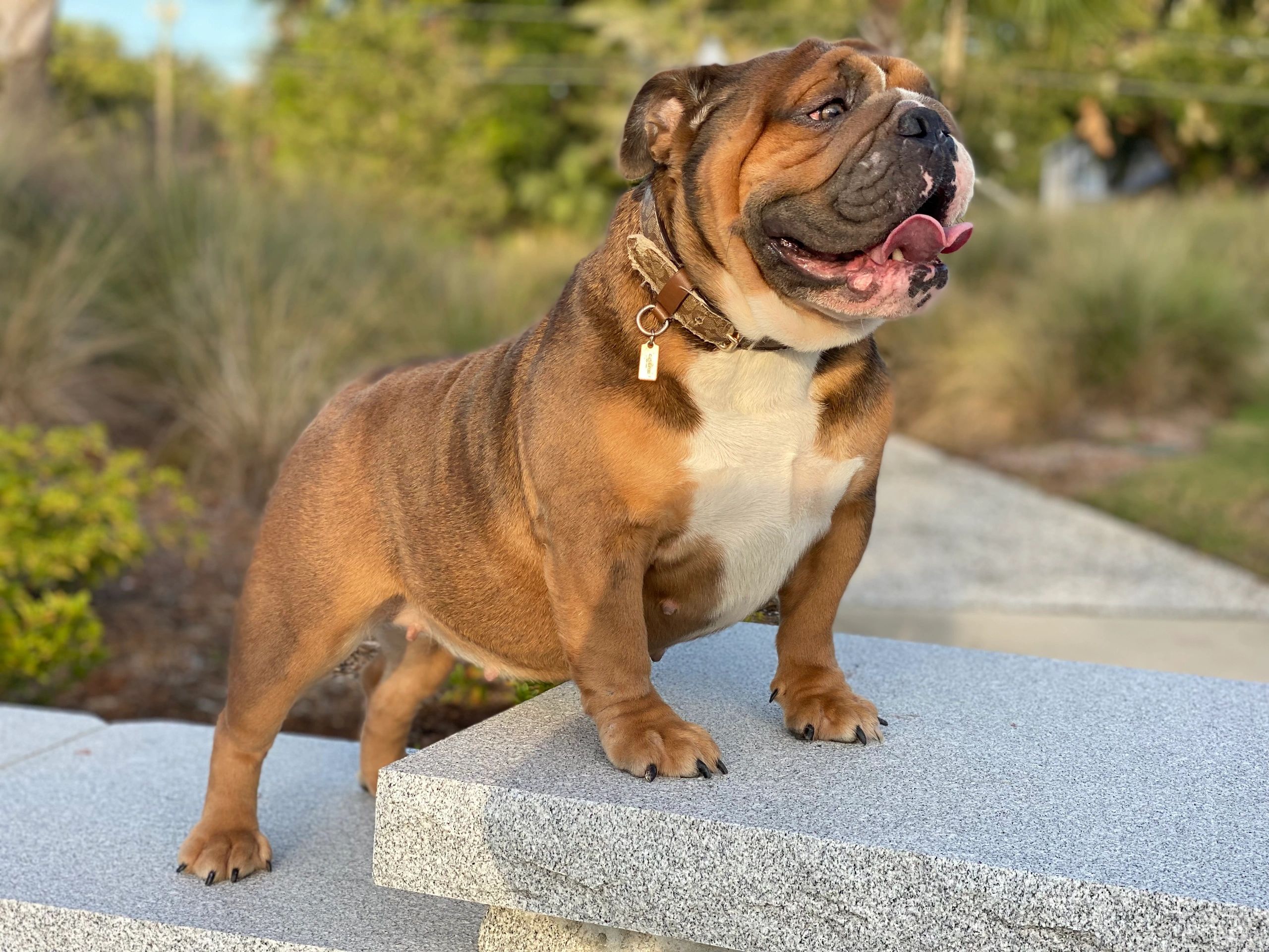 Blue fawn English Bulldog dam DreamWorks– Statement Bullies.