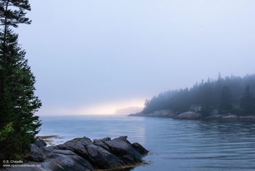 Mist over a rocky coastline with pine trees and calm water.