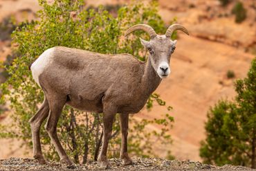A bighorn sheep standing on rocky terrain with greenery in the background.