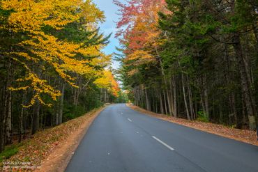 Empty road winding through a forest with autumn colors.