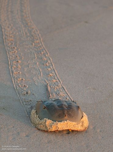 Horseshoe crab leaving a trail on the sandy beach.