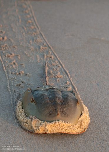 A horseshoe crab leaving tracks on the sandy beach.