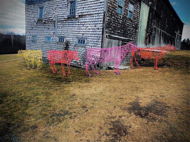 “Bessie, Buttercup, Clarabelle and Daisy” 2026
Created with the support of ArtsNB 