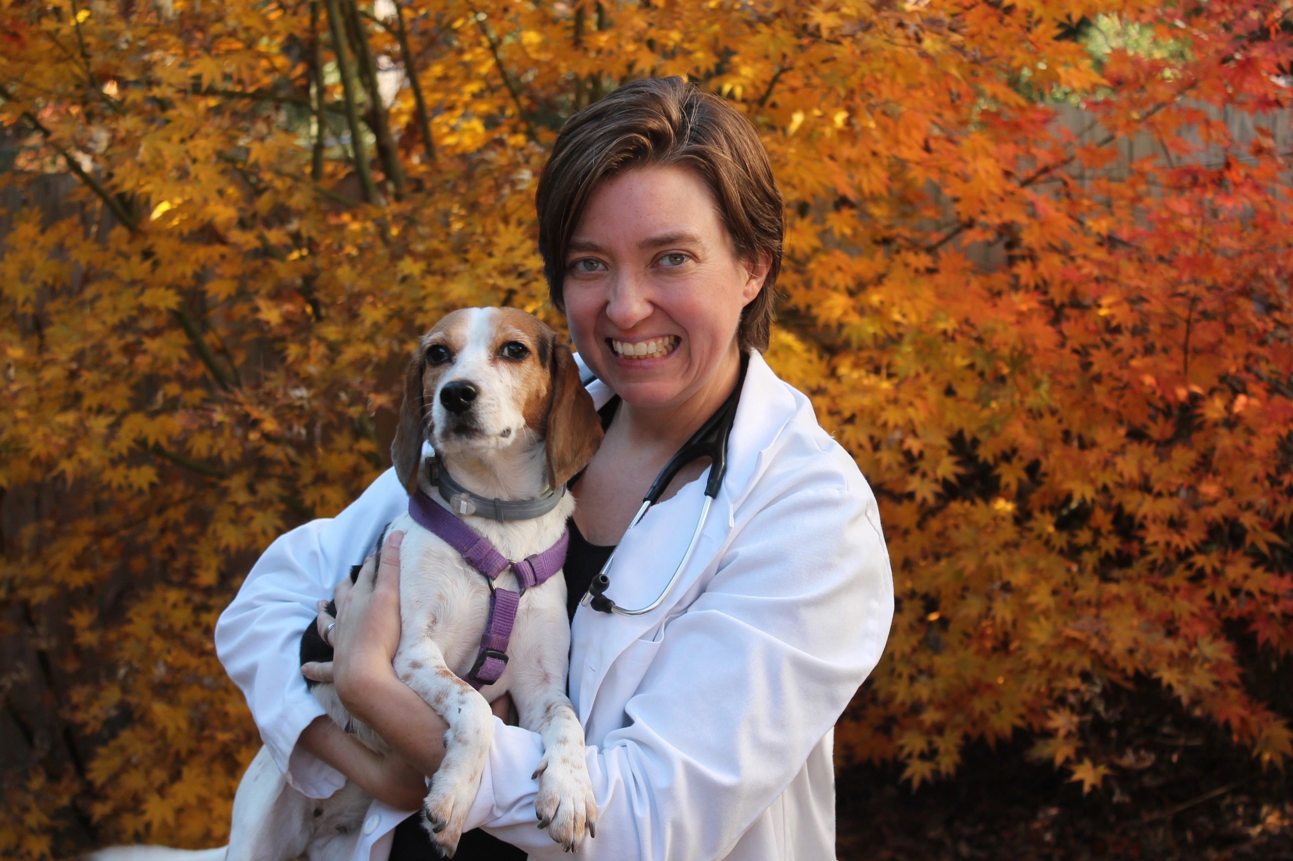 Cost to Euthanize a Pet