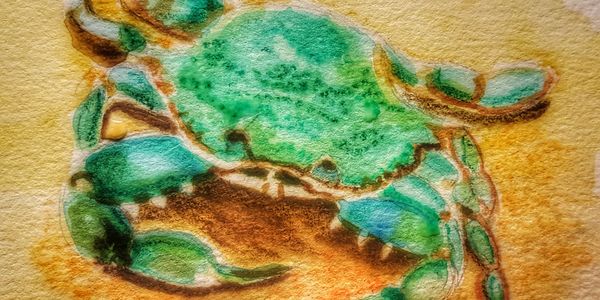 Blue Crab in watercolor