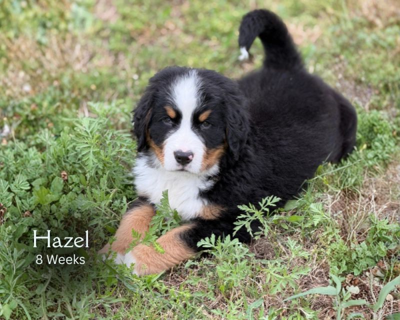 Hazel 8 weeks .png