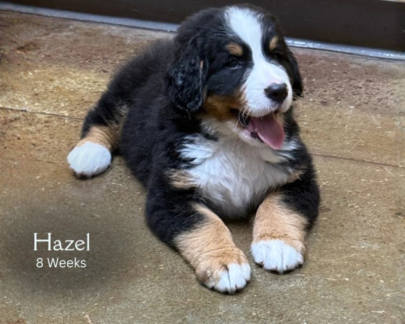 Hazel 8 weeks at the vet .png