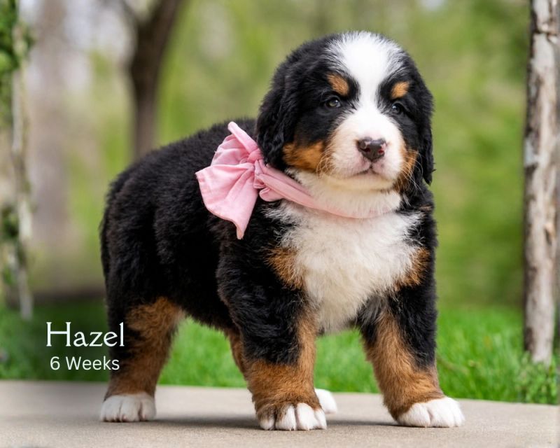 Hazel-pink-ribbon-4.png