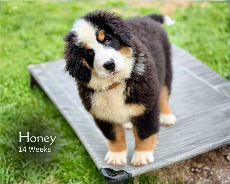 Honey 14 weeks.png