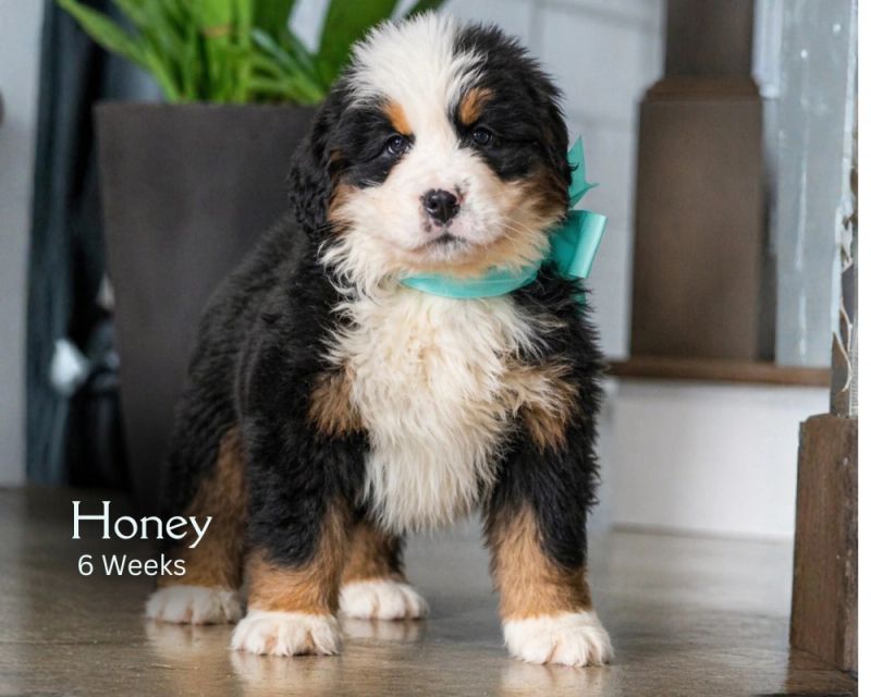Honey 6 weeks.png