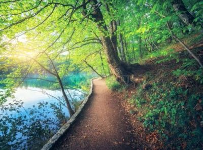A sunlit path through a green forest beside a lake.