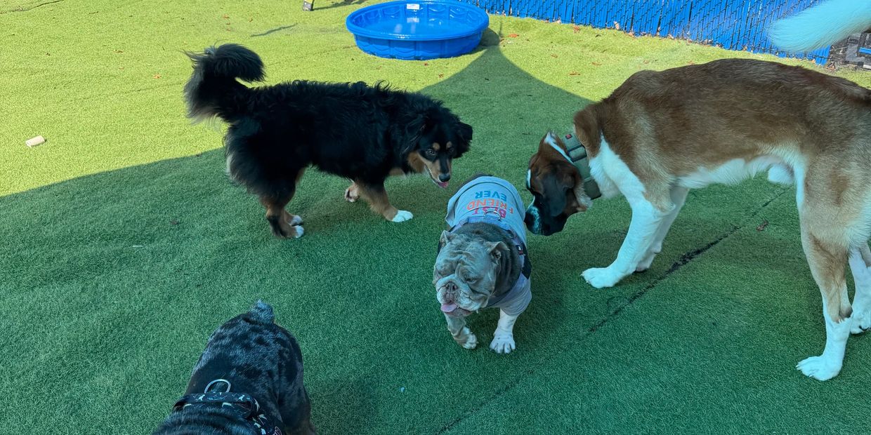 Four dogs socializing on green turf near a blue kiddie pool.
