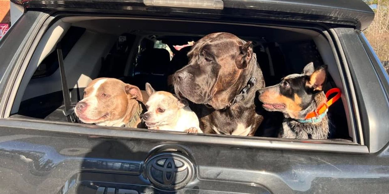 Four dogs looking out the back window of a black Toyota vehicle.