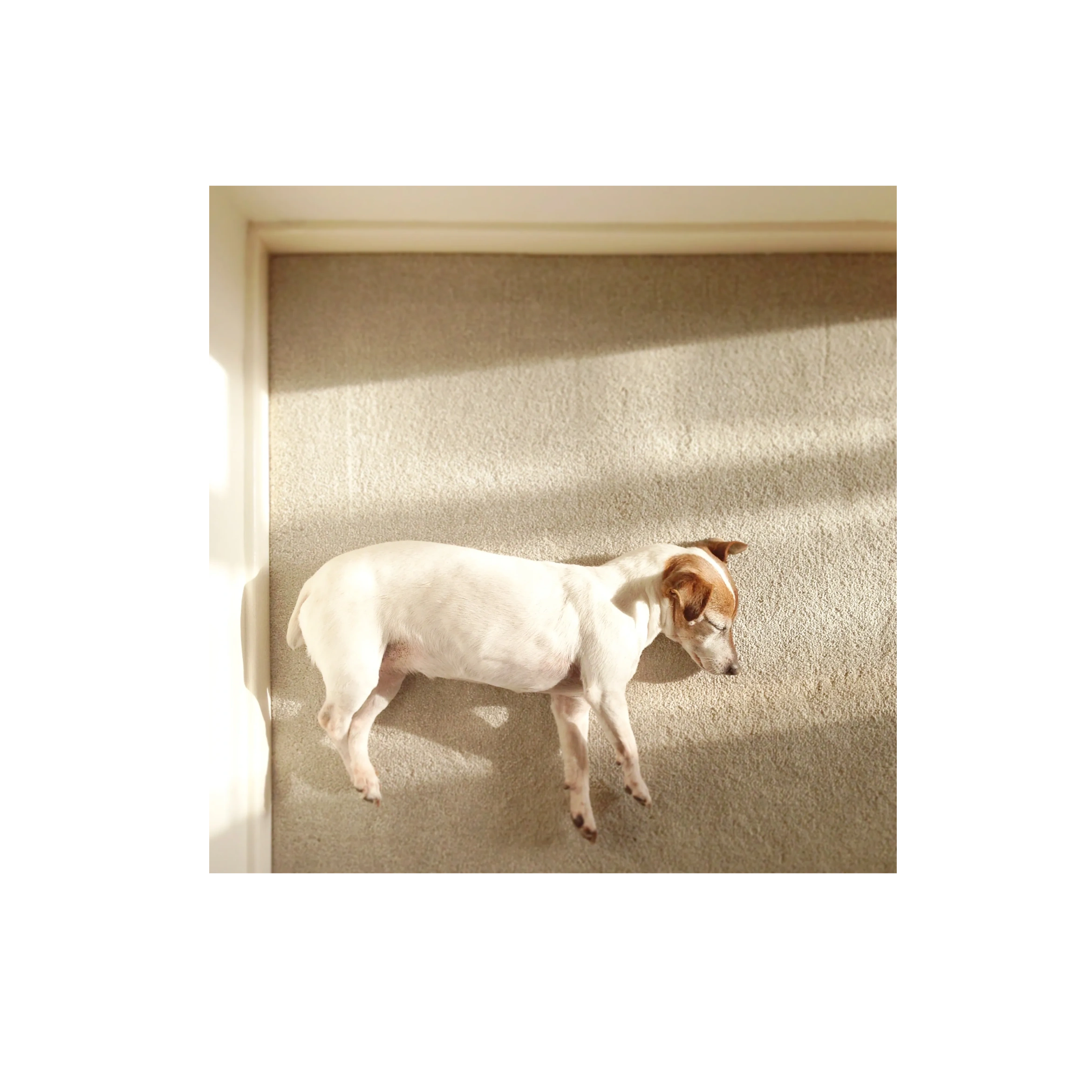Dog resting on carpet in a sunlit room.