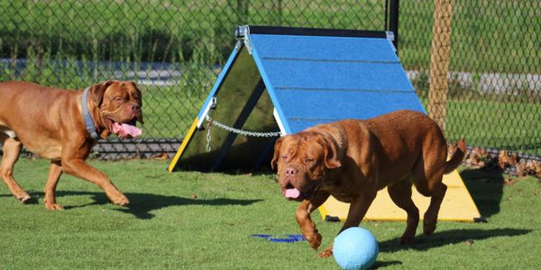Two brown dogs playing with a blue ball near an agility ramp outdoors.
