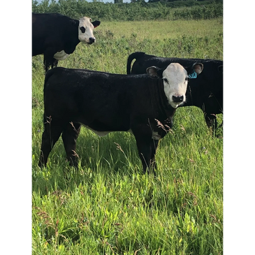 Hays Converter Heifer Calf