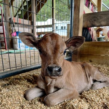 Rosie is a 2 week old Jersey Heifer - she is taking a bottle twice a day! Super friendly & sweet, sh