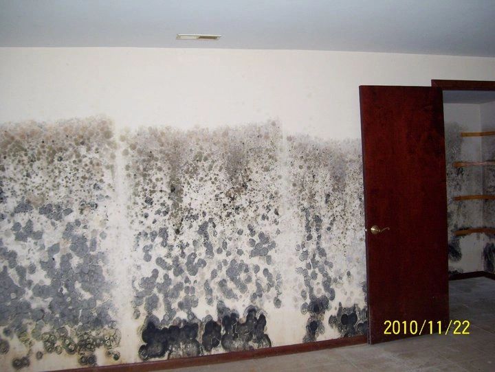 Black Mold on a basement wall