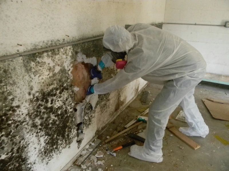 Mold Remediation