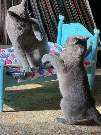 Blue boys playfighting