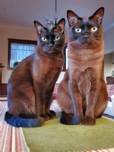 Two Burmese brothers looking like little angels for the moment.

