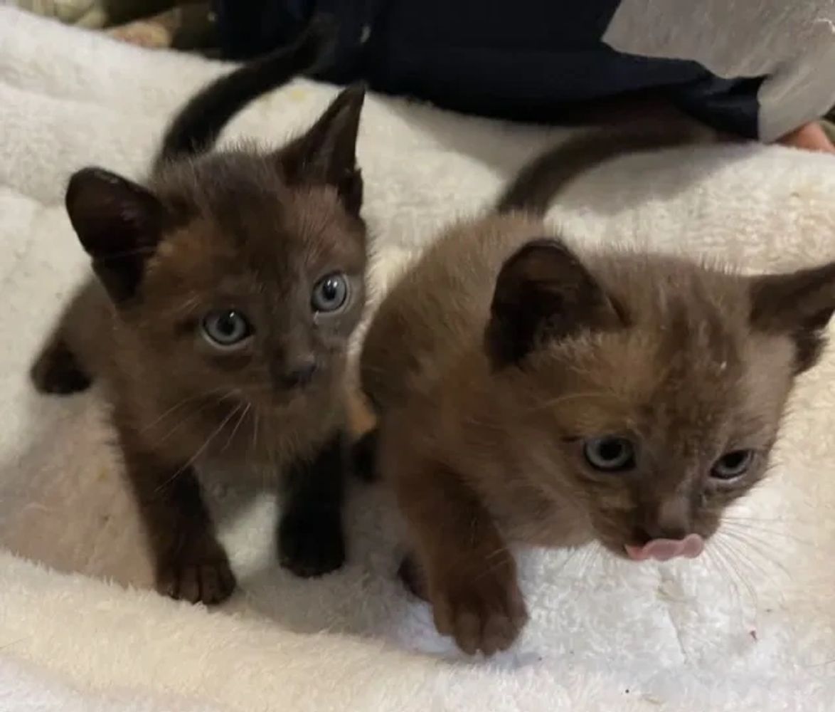 Burmese kittens hot sale for sale