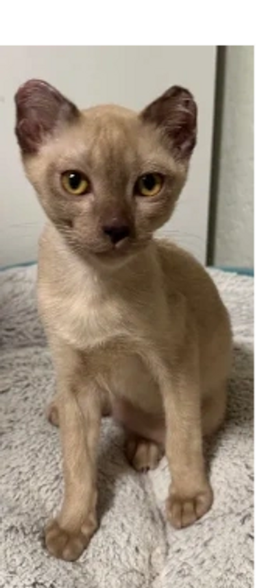 This Tonkinese boy losts part of his ears due to a bad vaccine reaction.  he is super sweet and has 